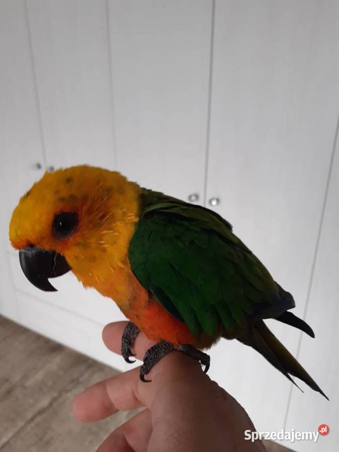 Papuga konura Ptaki Antoniew