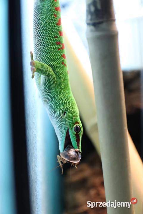 Felesumy Madagaskarskie Radom