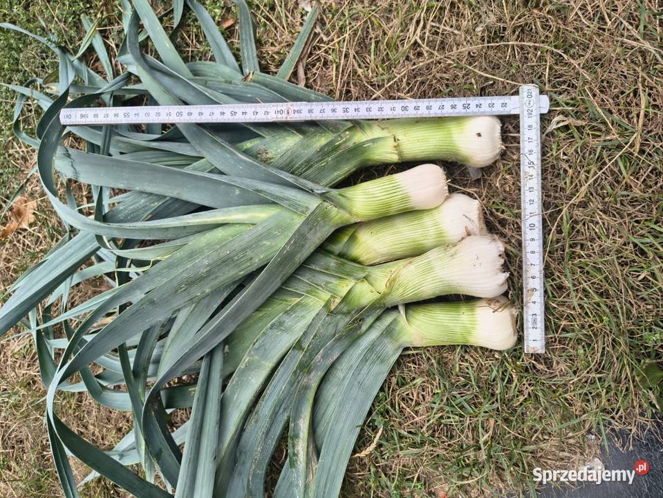 Sprzedampora Majdan Ostrowski