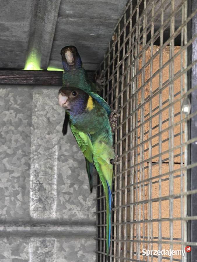 Rozelle czarnogłowe Kragen 2025r Ulanica