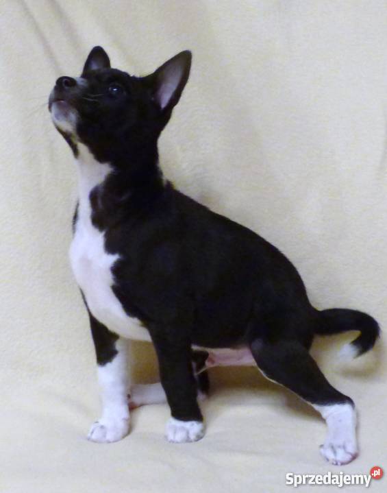 Basenji czarno biały piesek Tropik Z Gremlinkowa Psy