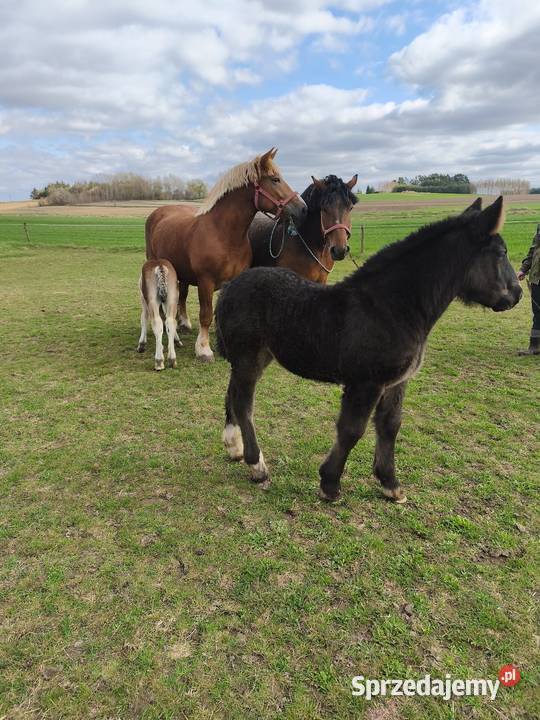 Klacze zimnokrwiste sprzedam