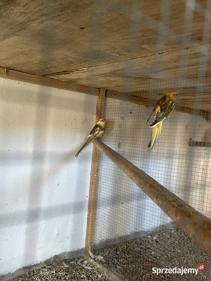 Papugi rozella królewska i świergoty orange szek Kolbuszowa