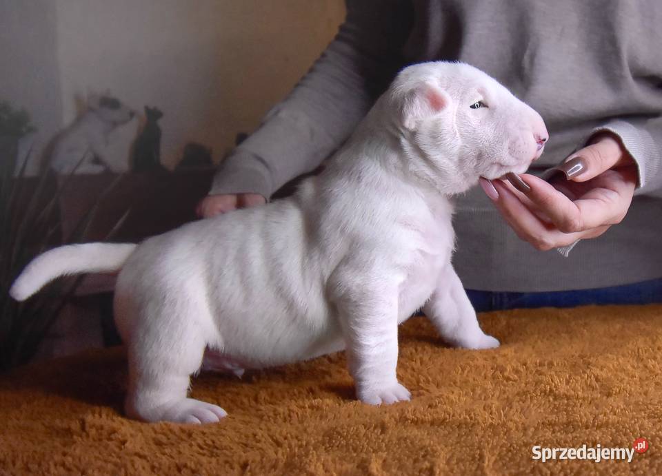 Bulterier Standard Samiec FCI Swarzewo