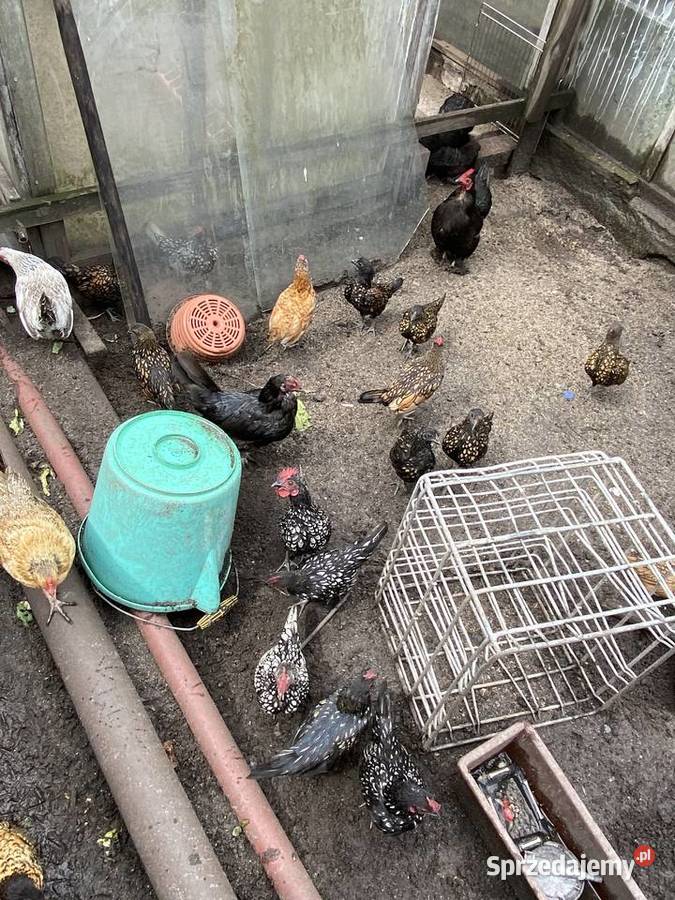 Trzy miesieczne koguty sebrytki Białogard sprzedam