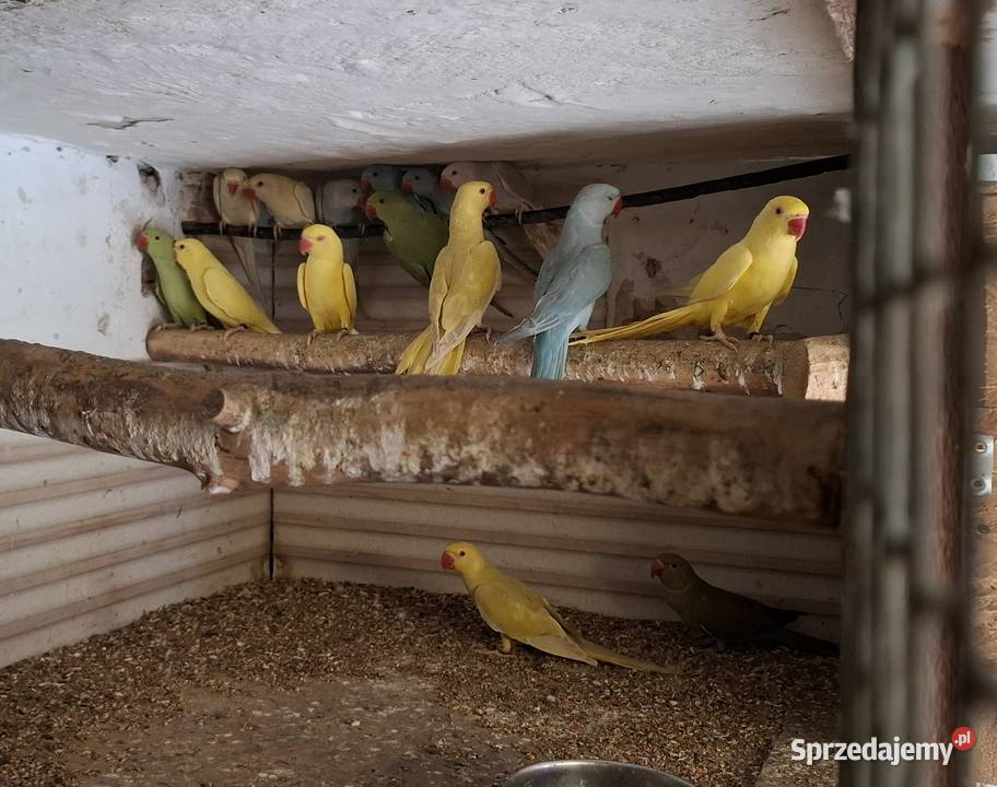Aleksandretta obrożna 2025 24 Ptaki śląskie Nieborowice