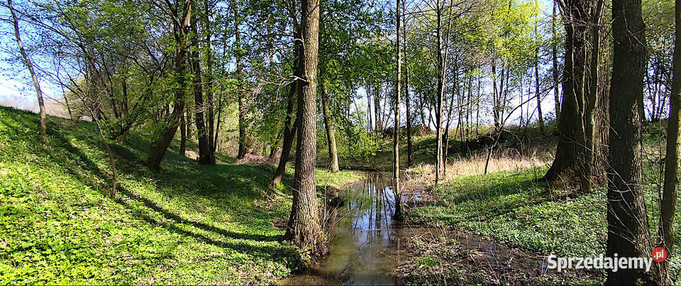 Sprzedam działkę 29 ar w Anielinie Puławy sprzedam