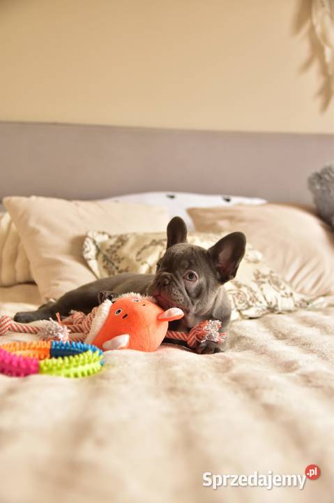 Buldog francuski sunia lilac Targanice