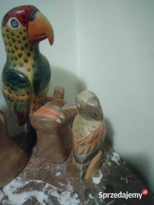 Kolorowe papugi balsa Poznań