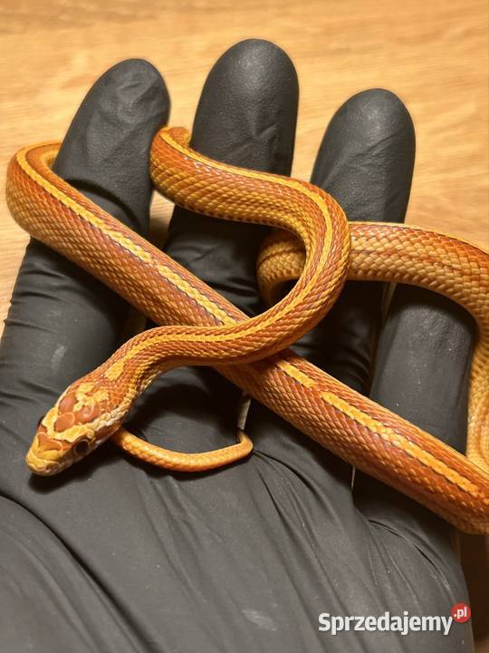 Wąż zbożowy Motley Tessera