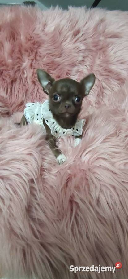 MIKRUSEK Dziewczynka Chihuahua Gotowa Do wielkopolskie sprzedam
