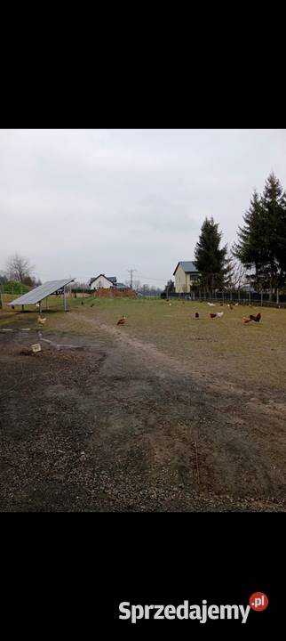 Jaja wiejskie kury na rosół Dybawka sprzedam