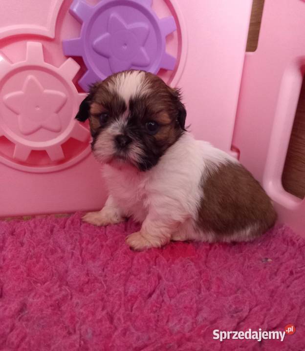 ShihTzu suczka opolskie Strzelce Opolskie sprzedam