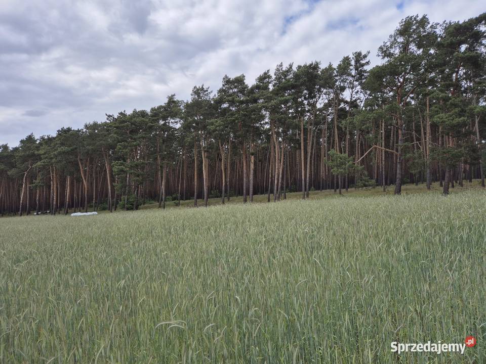 Działka Solec 2800mkw wielkopolskie