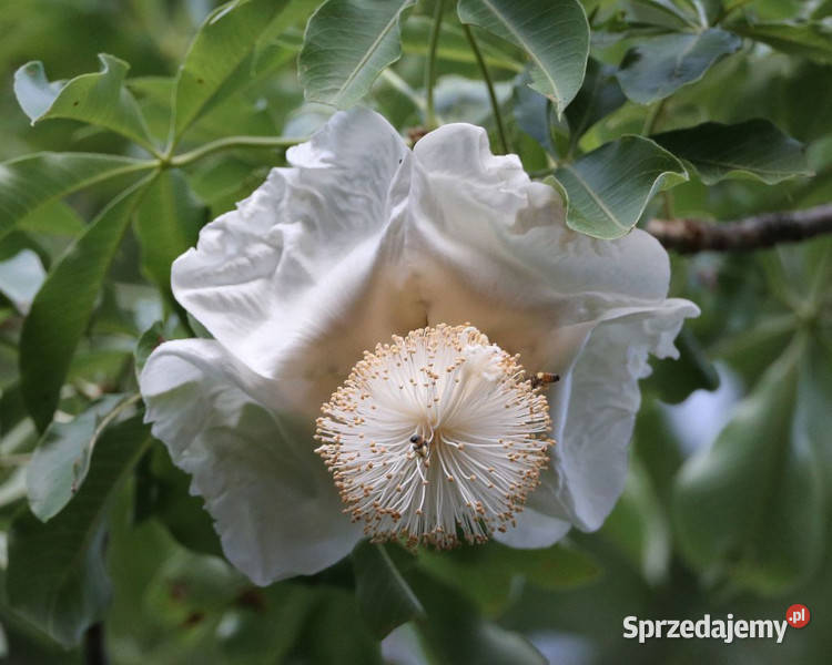 BAOBAB AFRYKAŚKI Adansonia digitata NASIONA 20 Lubanie sprzedam