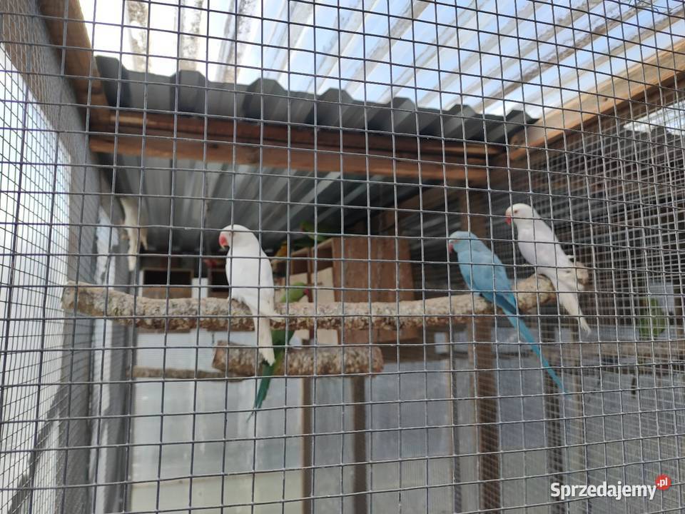 Aleksandretty obrozne i inne papugi Bełchatów