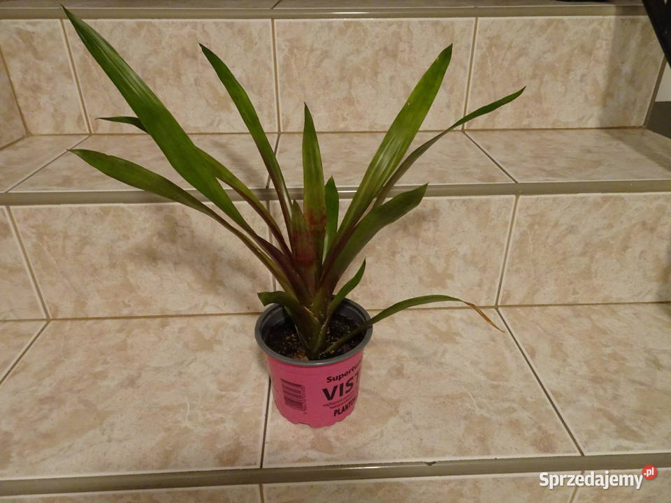 guzmania bromelia
