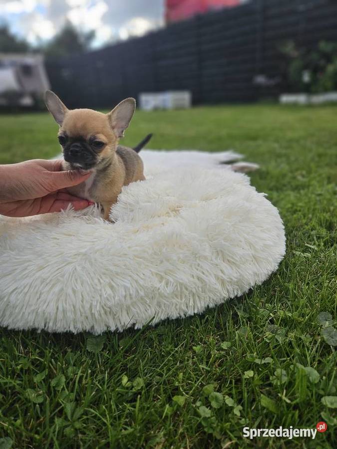 Pieski chihuahua