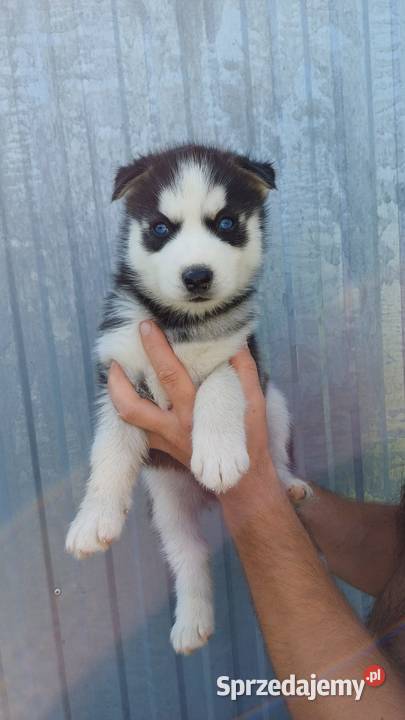 Zapowiedź Rasa Husky Siberian Męcina