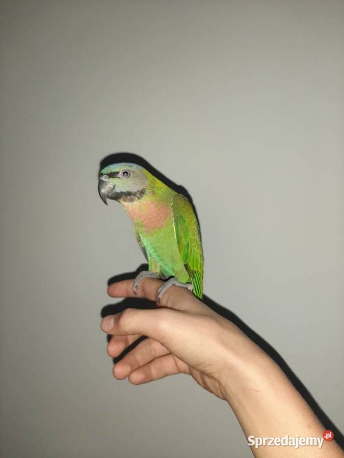 Oswojona papuga aleksandretta różowopierśną Malbork