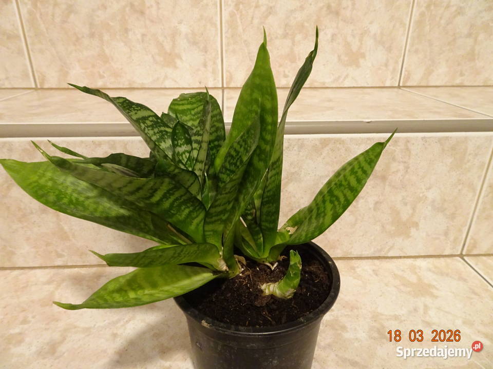 Sansewieria karłowata wężownica Warszawa