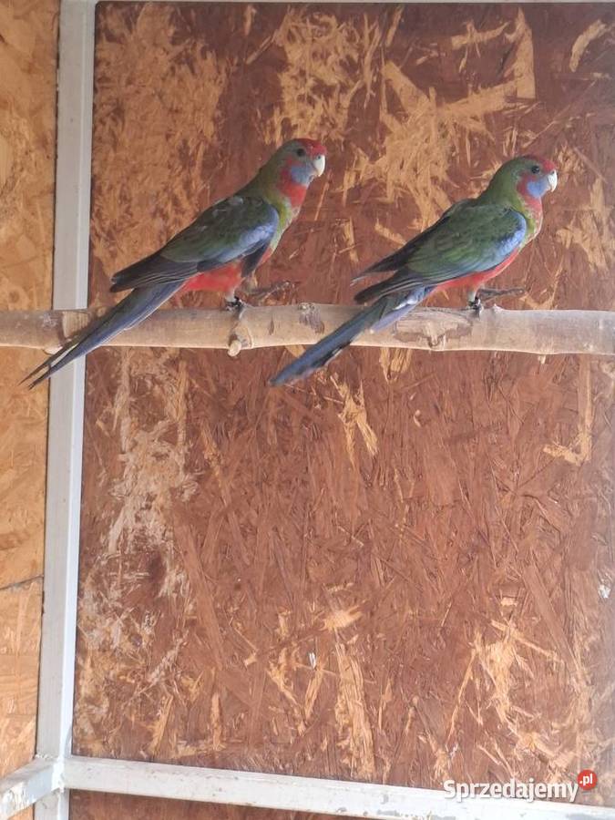 Rozelle królewskie wielkopolskie sprzedam