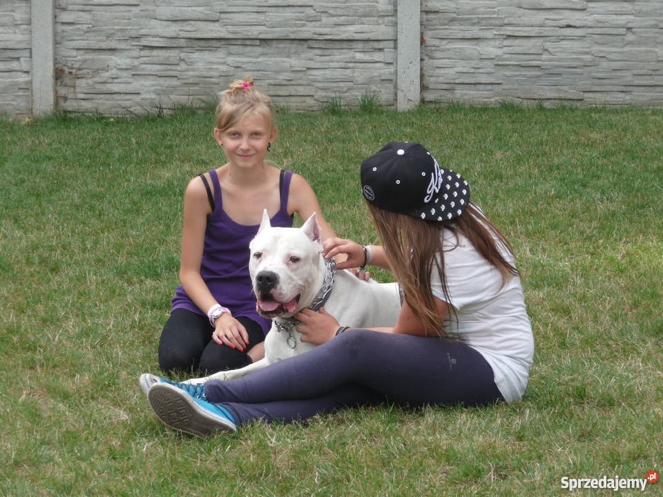 Dog argentyński szczenięta z rodowodem Psy śląskie Jaworzno sprzedam
