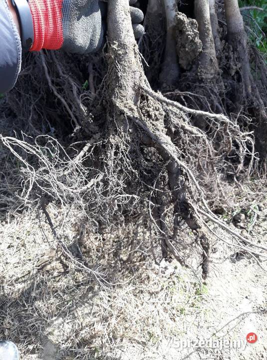 Orzechy włoskie Sadzonki orzech włoski świętokrzyskie sprzedam