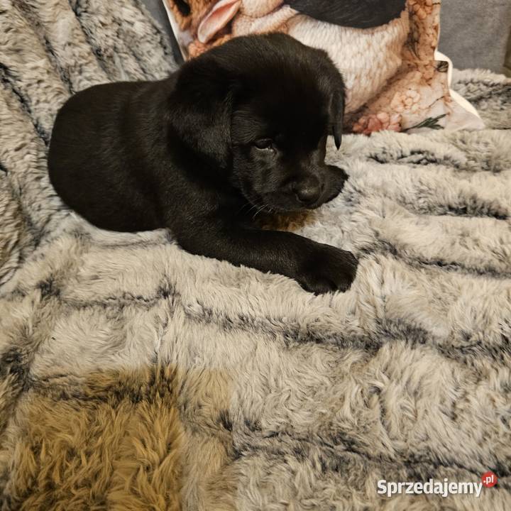 Labrador retriever Mądry Piękny mocnej budowy Labrador zachodniopomorskie Kołobrzeg sprzedam