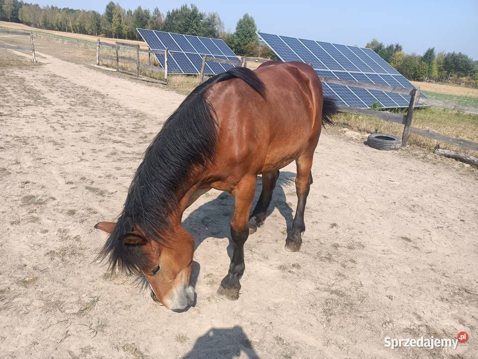 Źrebica PKZ Krasienin-Kolonia