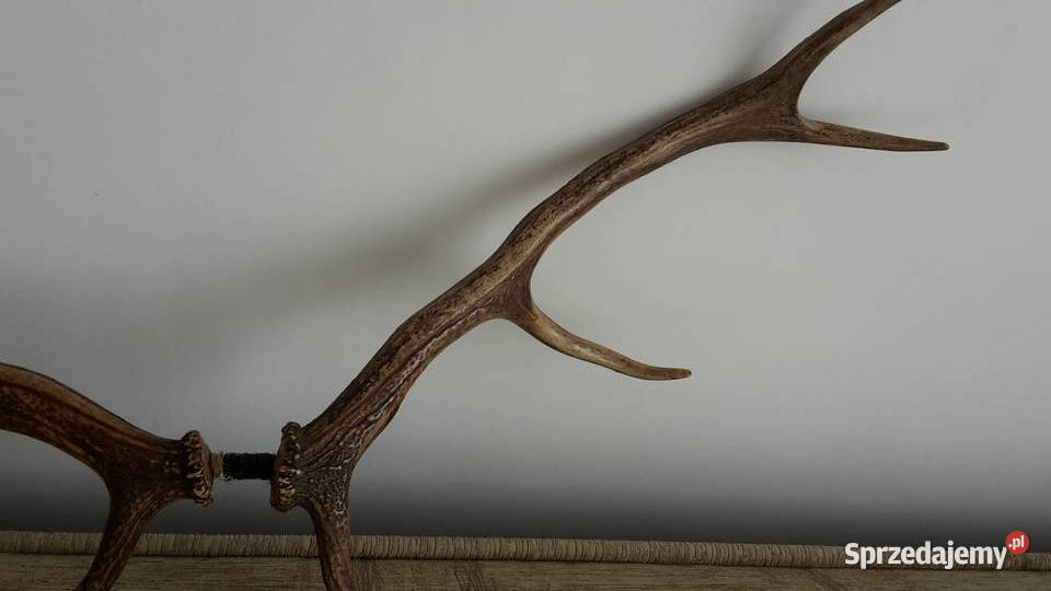 Sprzedam poroźe jelenia małopolskie Kraków