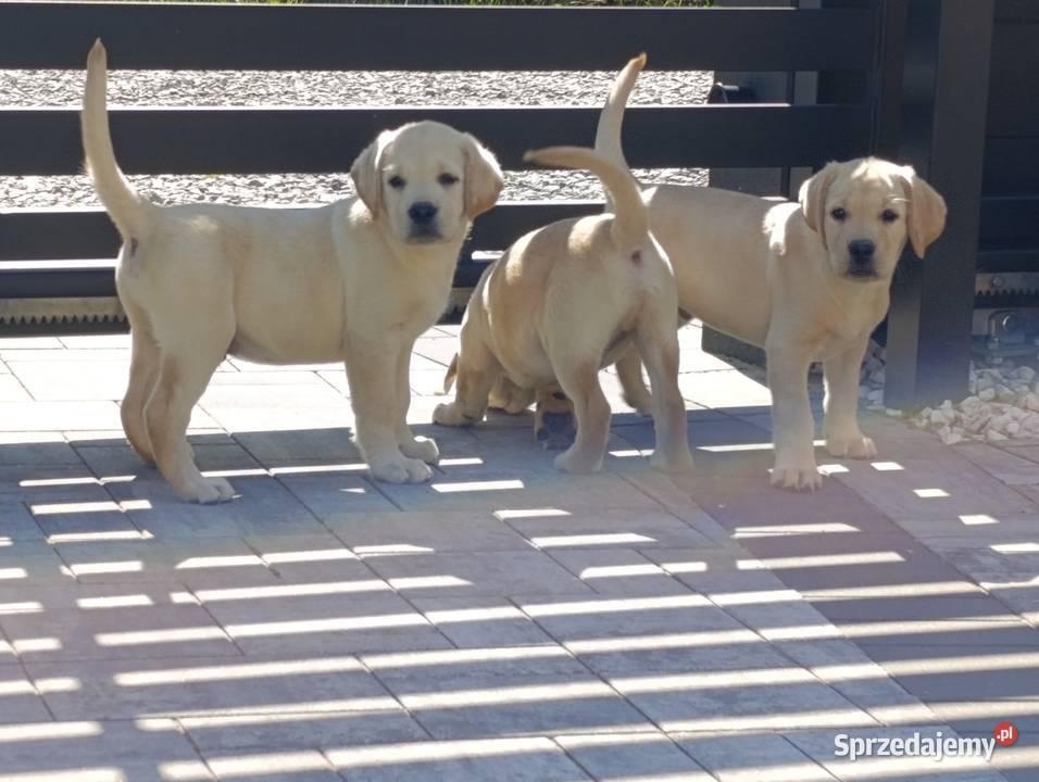 Labrador Zwierzęta Milejowice