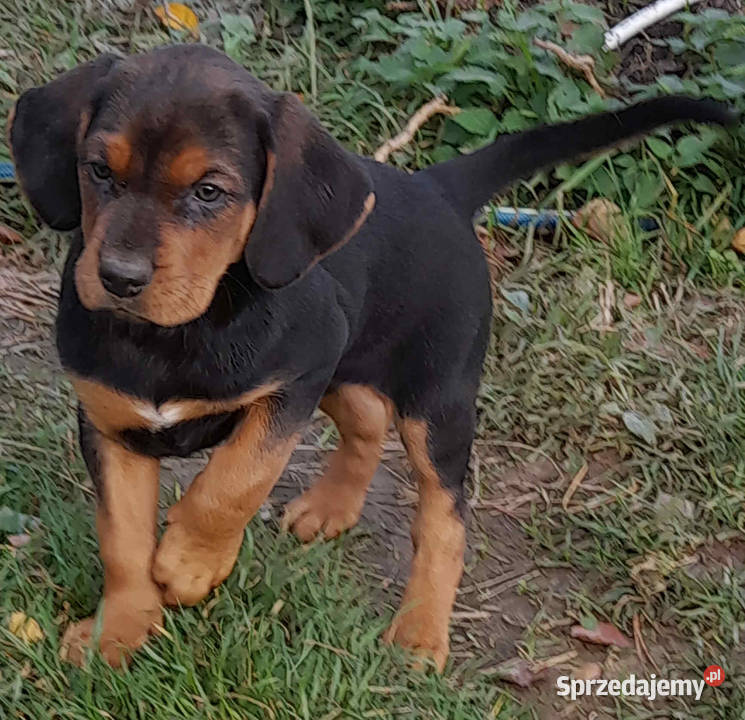 Ogar polski pieski i suczki