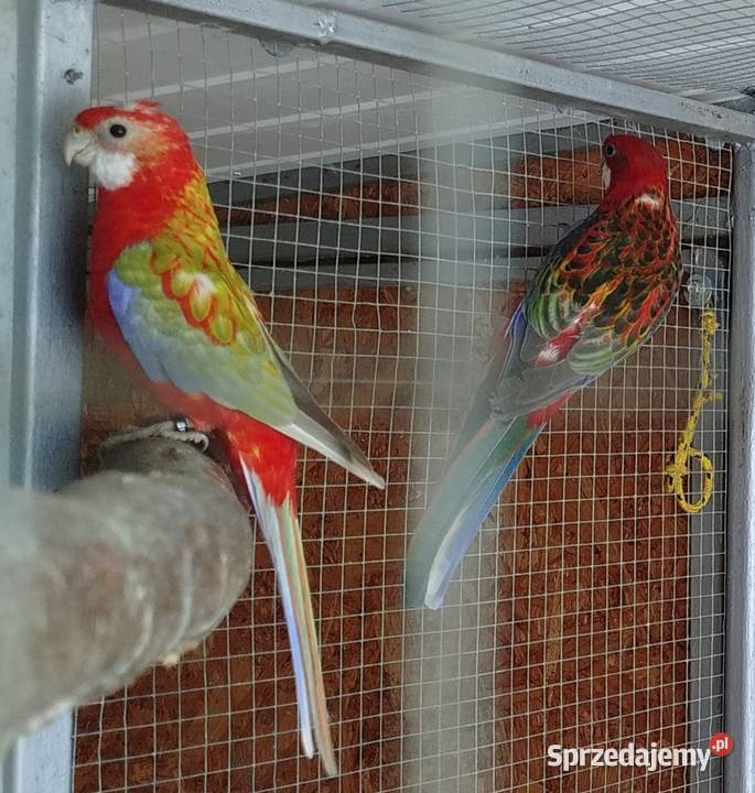 Rozelle białolice 2025 r Brzeziny