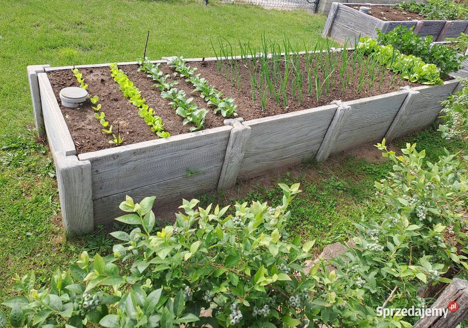 Warzywnik 4 komory SZARY Ulanów sprzedam