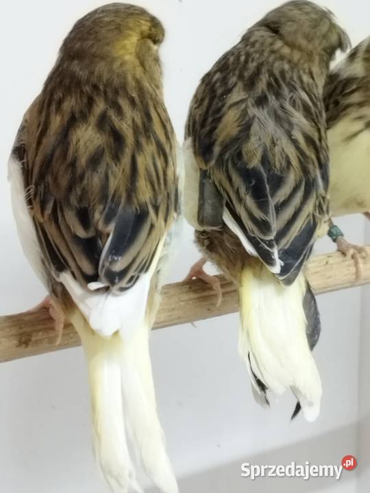 Kanarki Gloster wielkopolskie