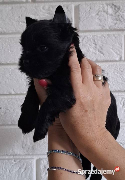 Piesek Black Yorkshire Terrier Kutno sprzedam