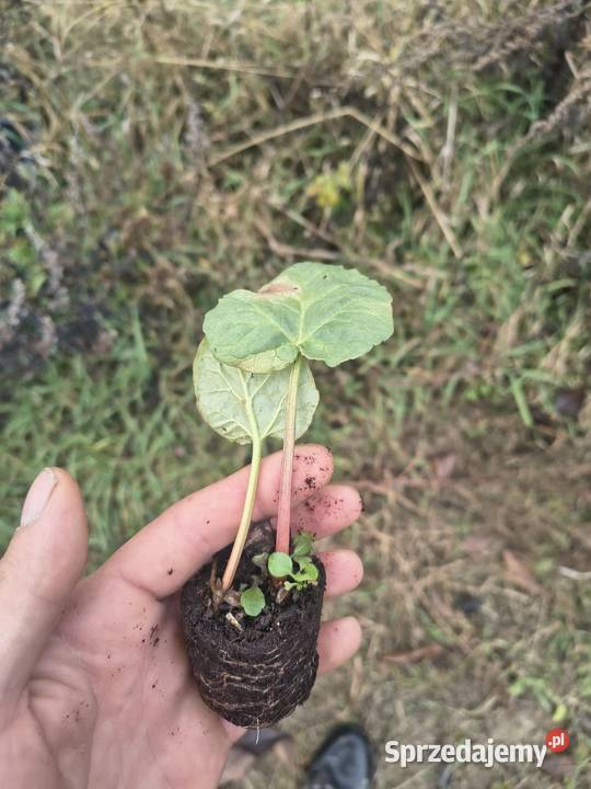 Sadzonki rabarbaru Majdan Ostrowski