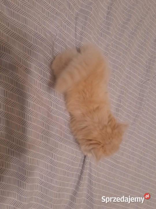 Kotka perska biszkoptowo biała Szyk