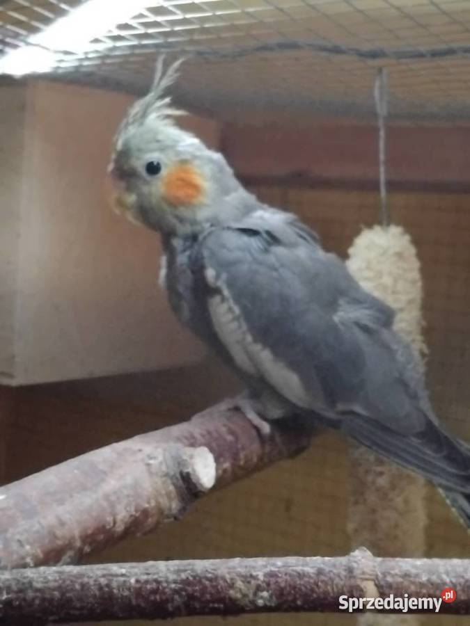 Sprzedam Nimfe mlode mazowieckie