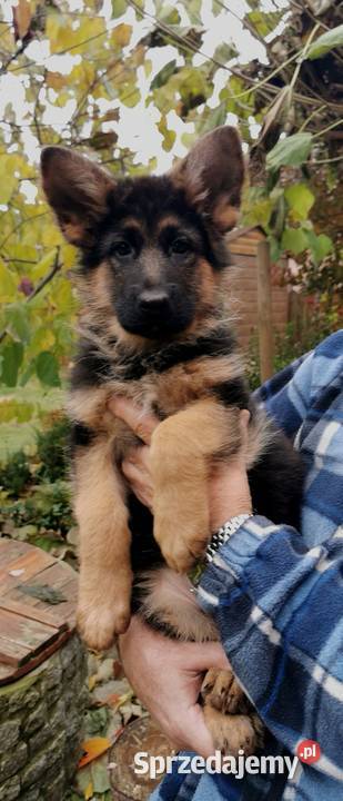 Owczarek Niemiecki FCI wybitne szczenieta Warszawa