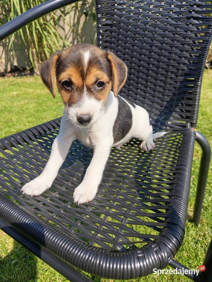 Jack Russell Terrier