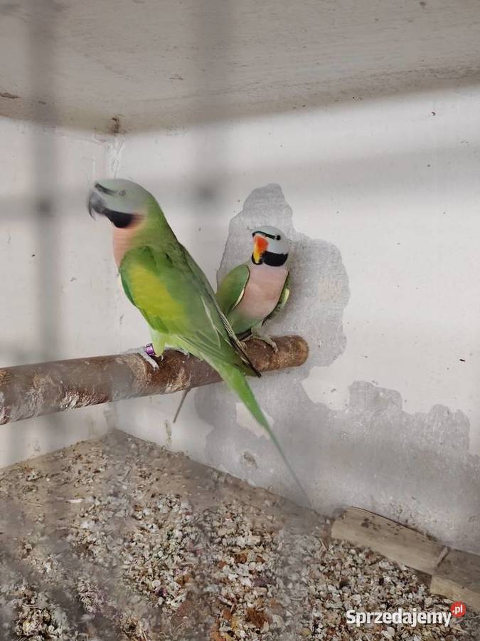 Para Aleksandret różowopiersne Pszów