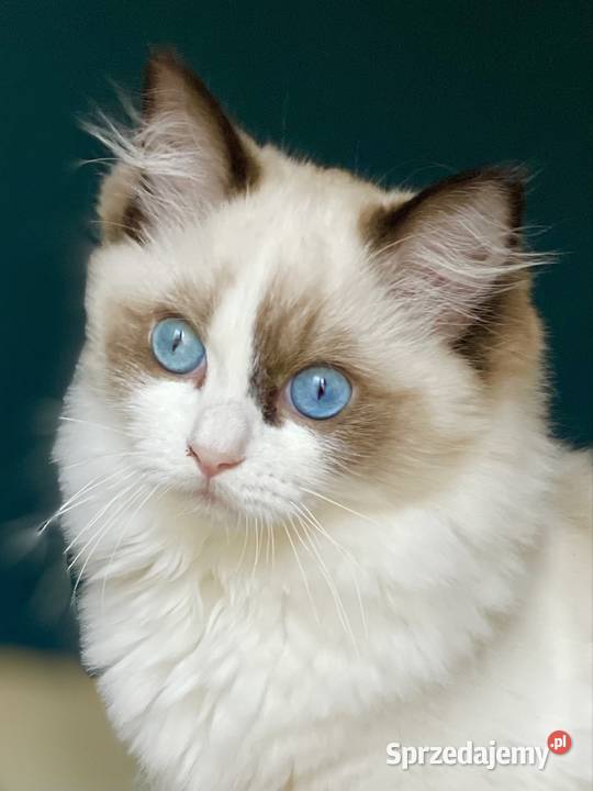 Młodziutka kotka do hodowli śląskie Częstochowa