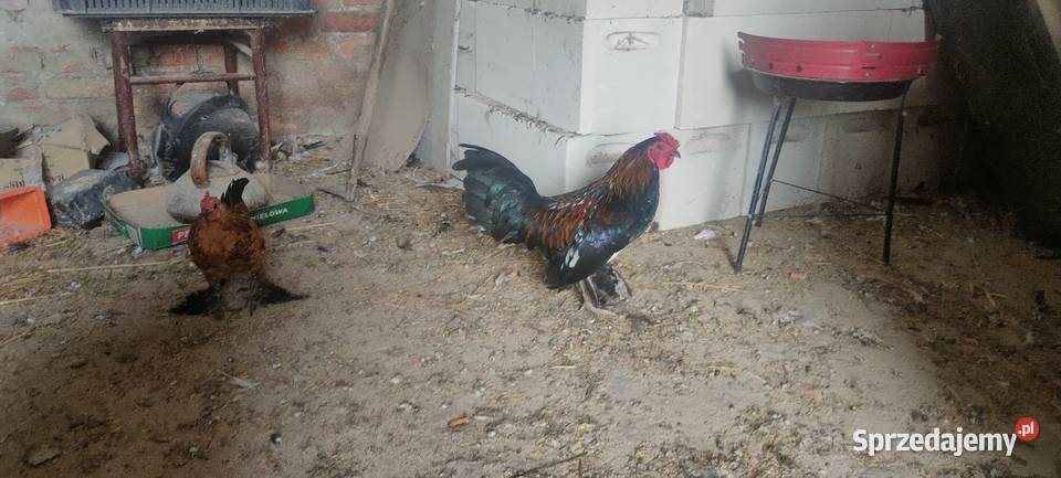 Perliczka samica Tokarówka
