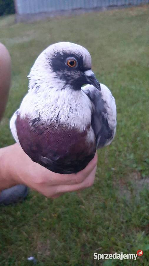 Szczygły duńskie Zastawie