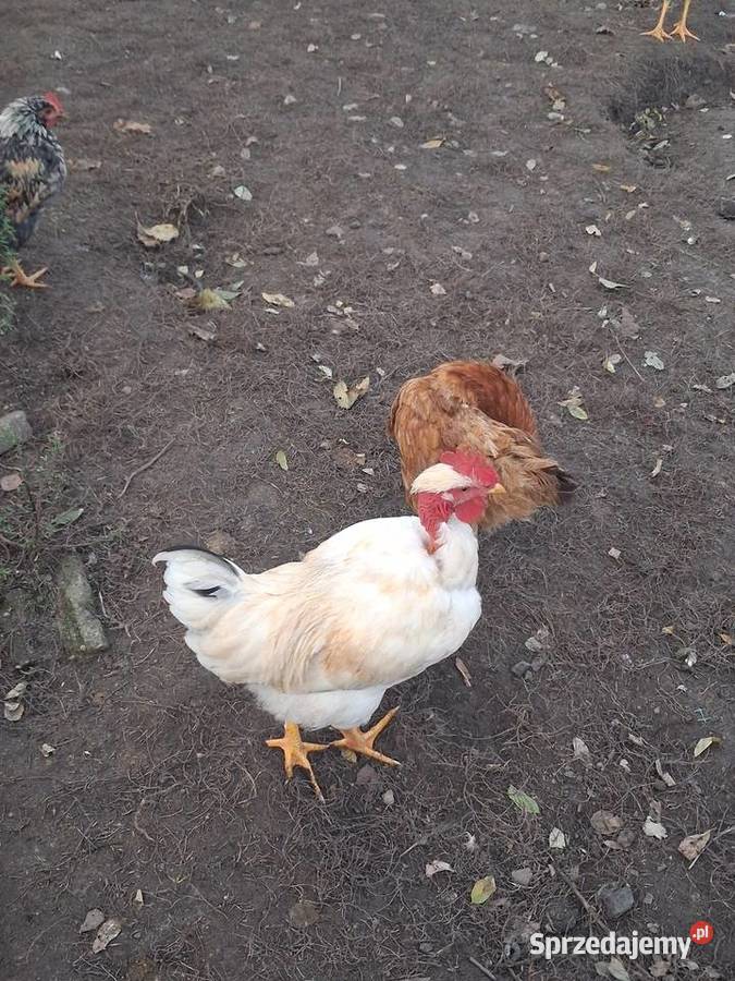 koguty mlode z lipca Modła Królewska