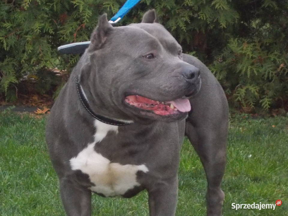 Mocne Amstaffy Błękitne Płock