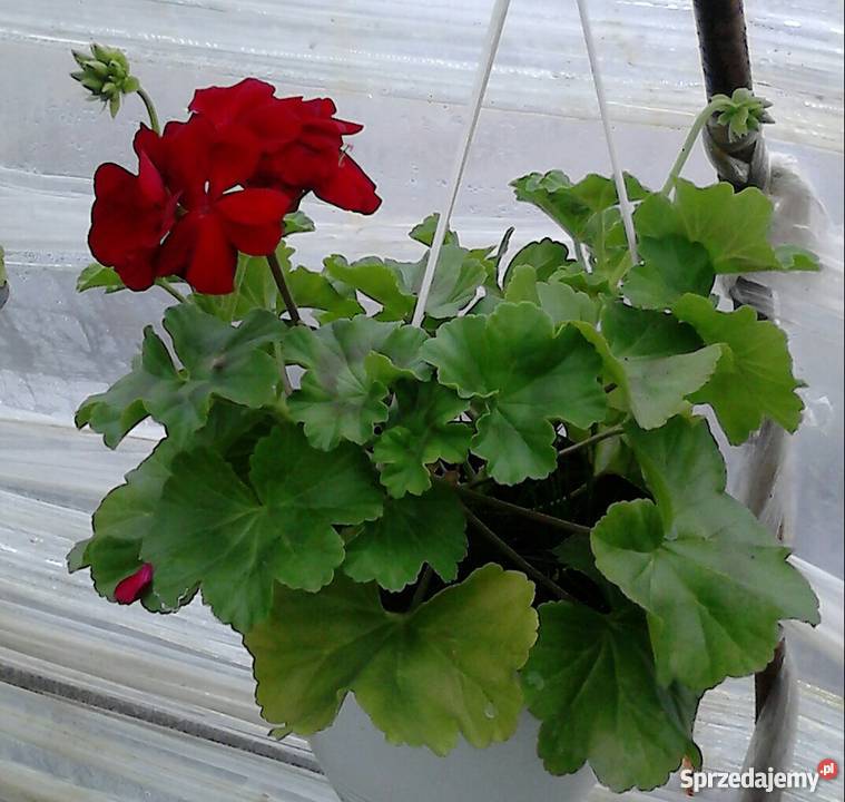 Kwiaty doniczkowe i ogrodowe małopolskie Czernichów sprzedam