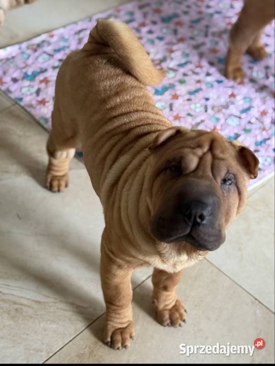 Szczenięta rasy shar pei Rębiechowo sprzedam